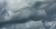 Wood Stork (Mycteria Americana) Flying Against Storm Clouds In Everglades National Park