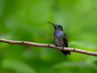 Wall Mural - Blue-chested Hummingbird on green background, portrait