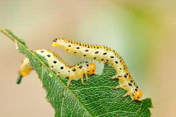 Extreme close up of two late instar larvae of Erythrina moths (Agathodes designalis Guene), feeding on a leaf of a rose bush