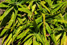 Close-up Of Aloe Vera Plants