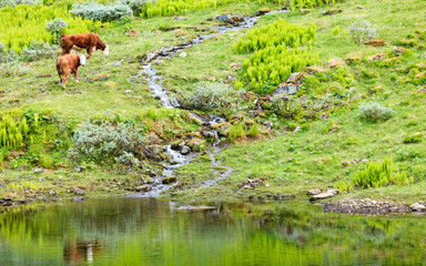 Wall Mural - cows on pasture.