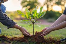 People Hands Planting Small Tree In Sunset. Concept Save Earth