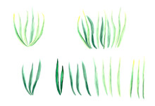 Set Of Blades Of Green Grass