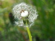 Closeup shot of a common dandelion