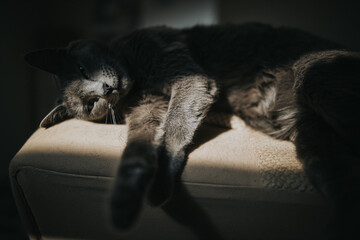 Closeup of the Russian Blue cat lying on the couch under sunlight.