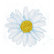Bouquet of white watercolor daisies on a white background