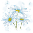 Bouquet of white watercolor daisies on a white background