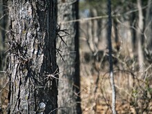 Closeup Shot Of The Honey Locust Tree Bark With Thorns In Overland Park Arboretum, United States