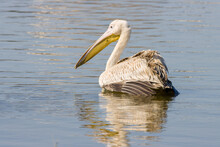 Great White Pelican Floating In The Lake On A Sunny Day In Spring