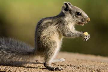 Sticker - Cute small Indian palm squirrel gnawing food on a blurred background