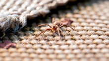 Selective Focus Sot Of A Wolf Spider On The Carpet