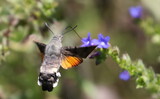 Fototapeta  - Hummingbird hawk-moth in flight (Macroglossum stellatarum)