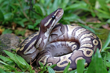 Wall Mural - Ball python snake close up on grass, python regius