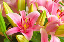 A Pink Lily Flower Indoors With Lush Green Leaves. Closeup Of A Beautiful Bunch Of Natural Flowers With Detail Blossoming And Blooming. Bouquet Or Plant Gift With A Bright Color On A Summer Day