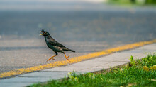 A Crested Myna That Is Running (Chinese Starling)