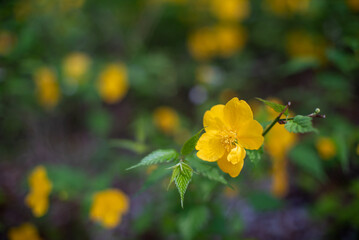 Sticker - Closeup shot of beautiful Evening Primroses plant