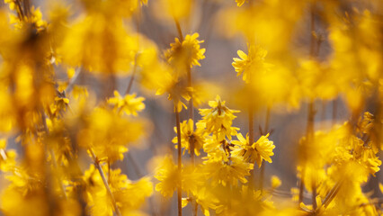 Sticker - Beautiful shot of yellow field flowers