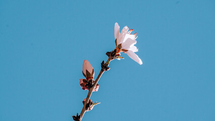 Poster - Closeup shot of pink blossom on a tree