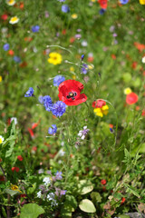 Sticker - Beautiful shot of colorful poppies in a field