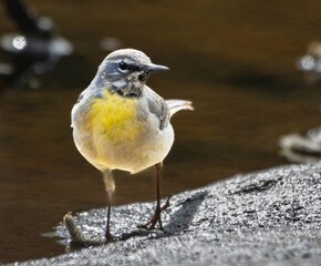 Poster - Beautiful shot of a grey wagtail