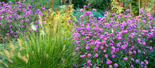 Violet Aster Flowers In A Decorative Garden Plant. A Garden Of All Seasons. A View Of Blooming Aster Flowers With Different Plants On A Sunny Day. A Scenic View Of Violet Aster Flowers In A Lawn Area