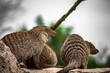 Number of fluffy banded mongooses in a park in a blurred background
