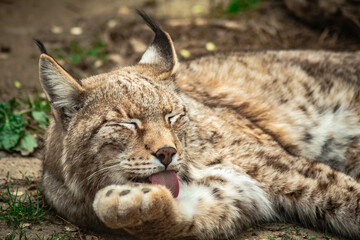 Sticker - Closeup shot of a Eurasian lynx licking its paw in a park in a blurred background