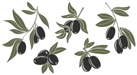 Wall Mural - Black olives on branches with leaves. Hand drawn vector illustration isolated on a white background