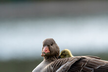 Closeup Of Mother Goose And The Gosling Resting In The Park
