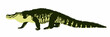 walking gator vector illustration