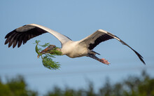 Closeup Shot Of Wood Stork Keeping Tree Branch In Mouth During Flight
