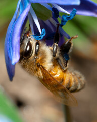 Poster - Macro of a bee on a blue flower