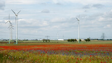 Beautiful Landscape With Poppy Flower Field