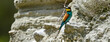 European bee-eater // Bienenfresser (Merops apiaster)