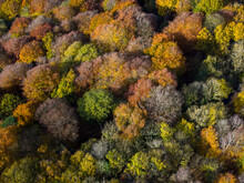 Aerial View Of Tree Tops In Various Stage Of Colour Though Autumn