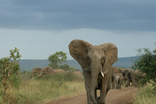 African Elephant Charging, Kruger National Park, South Africa