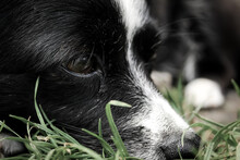 Portrait Of A Black Dog Close-up. The Mongrel Lies On The Grass. A Sad Look At The Photo.