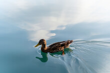 Duck Swimming On A Lake Bled, Sky And Clouds Reflection, Slovenia Slovenija, Female Waterfowl Brown Bird, Radial Blur