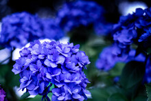 Blue Flowers In A Garden