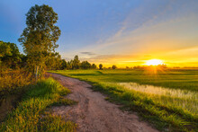 Rice Field And Dirt Road In The Farm At Sunset, Beautiful Countryside, Thailand