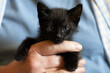 close up of a man's hand holding a black kitten