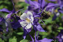 Bee On Purple And White Columbine Blooms Or Flowers.