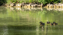 Mother Duck And Ducklings In Line On The Lake, Scene Of Life In A Green Landscape