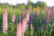 Lupinus, lupin, lupine field with pink purple and blue flowers. Bunch of lupines summer flower background.