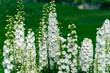 Close-up of delphinium flowers against a green background, tall flowers 'Benari Pacific Galahad' on a green lawn, up to a meter tall perennial, often found in California