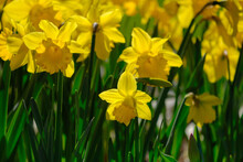 Blooming Yellow Daffodils - Narcissus On The Lawn, Close-up