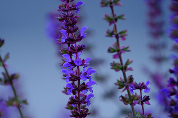 Wall Mural - Lilac lavender flowers on a blurred background, close-up.