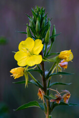 Wall Mural - Blooming Oenothera with yellow flowers with blurred green background, closeup.