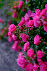 Wall Mural - Blooming pomponella rose bush with rose buds