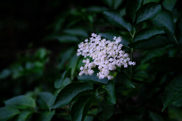 Wall Mural - White flowers of blooming hydrangea arborescens with blurred green background.